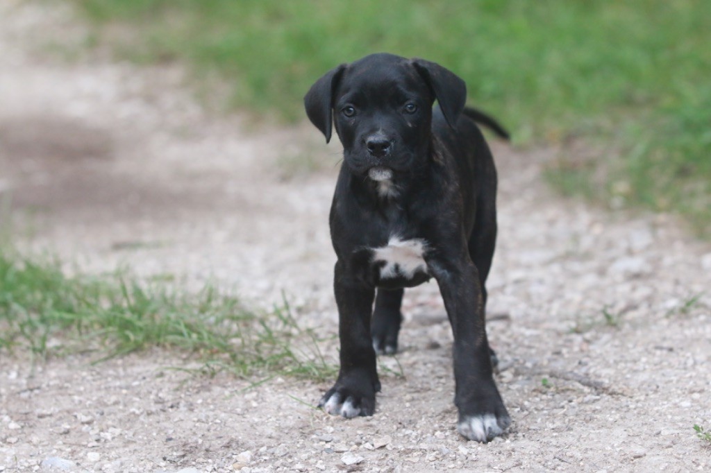 lou gardian di prouvenço - Chiot disponible  - Cane Corso