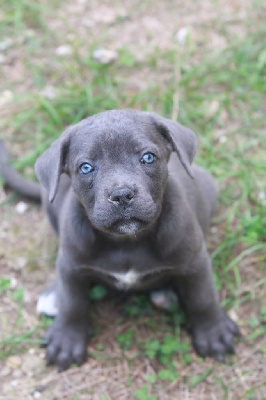 lou gardian di prouvenço - Cane Corso - Portée née le 29/07/2024