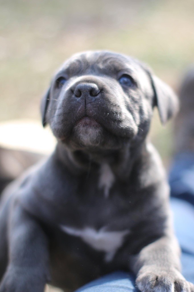 lou gardian di prouvenço - Photos des chiots en ligne !