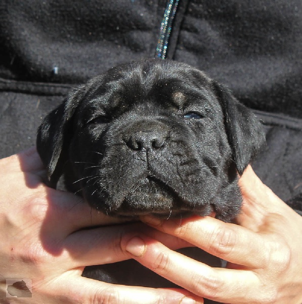 lou gardian di prouvenço - Cane Corso - Portée née le 18/01/2014