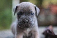 CHIOT
