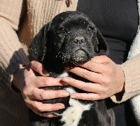 Phebe