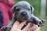 CHIOT
