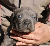 CHIOT
