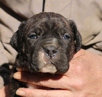 CHIOT