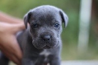 CHIOT