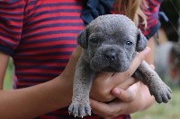 CHIOT