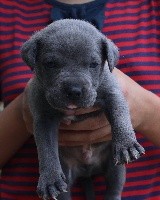 CHIOT
