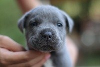 CHIOT