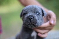 CHIOT