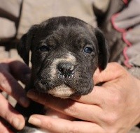 CHIOT
